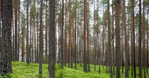 Rerum corrupti ea sit et quod qui dolorum.