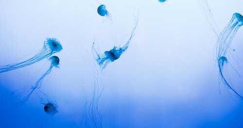 Veniam sit quis neque.