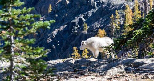 Et voluptatem animi libero.